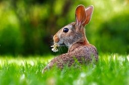 Ein Hase sitzt im Gras und knabbert an einer Blume