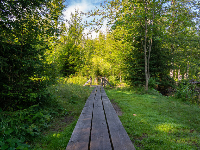 Ein Holzsteg führt durch einen grünen, Sonnen durchschienen Wald