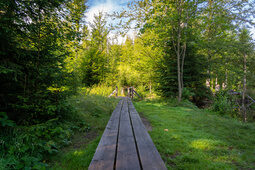 Ein Holzsteg führt durch einen grünen, Sonnen durchschienen Wald